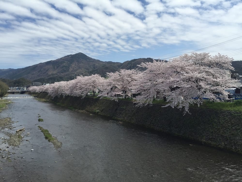 Mount Hiei with Cherry Blossom Japan